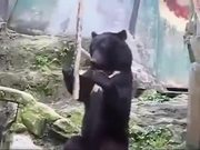 The Ninja Bear