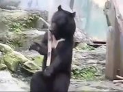 The Ninja Bear
