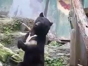 The Ninja Bear
