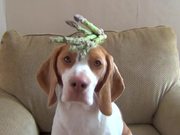 This Dog Balances Everything