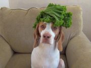 This Dog Balances Everything