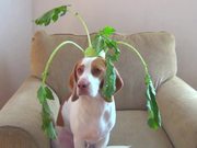 This Dog Balances Everything