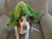 This Dog Balances Everything