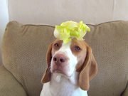 This Dog Balances Everything