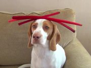 This Dog Balances Everything