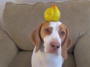 This Dog Balances Everything