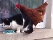 Chicken Vs Cat