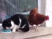 Chicken Vs Cat
