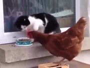 Chicken Vs Cat