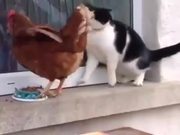 Chicken Vs Cat