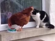 Chicken Vs Cat