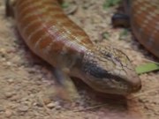 Blue Tongued Lizard