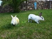 Rabbits Eating