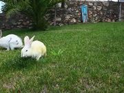 Rabbits Eating
