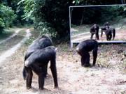 Animals Reacting To Reflection