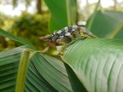 Two-Horned Chameleon