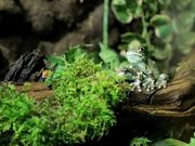 Milk Frog