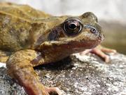Frog Close-Up