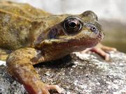 Frog Close-Up