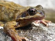 Frog Close-Up