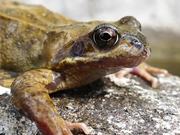 Frog Close-Up