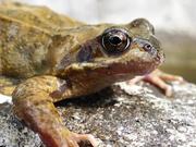 Frog Close-Up