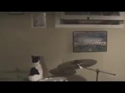 Compilation Of Cats Being Jerks