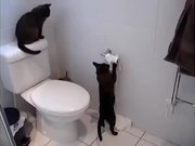 Compilation Of Cats Being Jerks