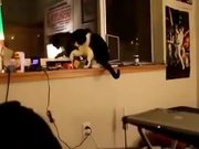 Compilation Of Cats Being Jerks