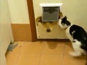 Compilation Of Cats Being Jerks