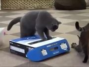 Compilation Of Cats Being Jerks