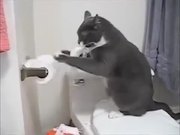 Compilation Of Cats Being Jerks