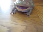 Screaming Frog