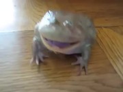 Screaming Frog