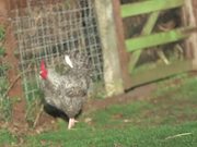 Chickens Outside