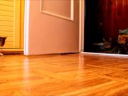 Kitten Vs Robotic Dog