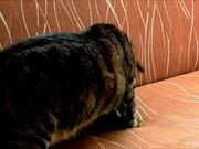 Kitten Vs Robotic Dog