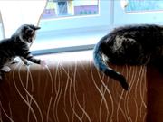 Kitten Vs Robotic Dog