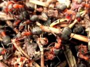 Swarm of Ants