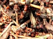 Swarm of Ants