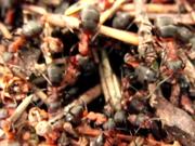 Swarm of Ants