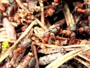 Swarm of Ants