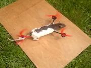Flying Rat Copter