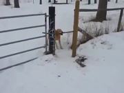 First World Dog Problems