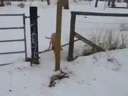 First World Dog Problems