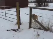 First World Dog Problems