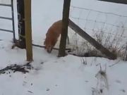 First World Dog Problems