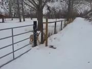 First World Dog Problems