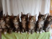 Head Bobbing Kittens