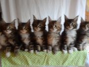 Head Bobbing Kittens